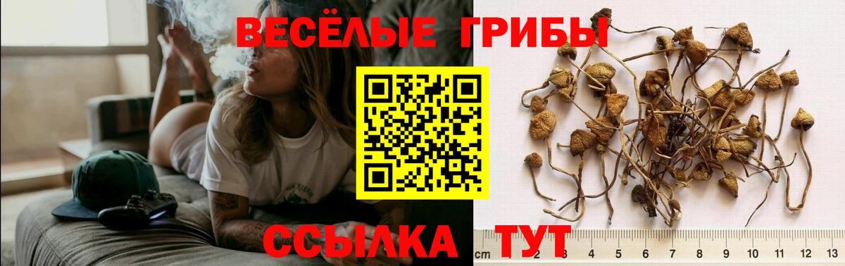 Псилоцибиновые грибы Cubensis Ставрополь